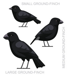 Bird Ground Finch Set Cute Cartoon Vector