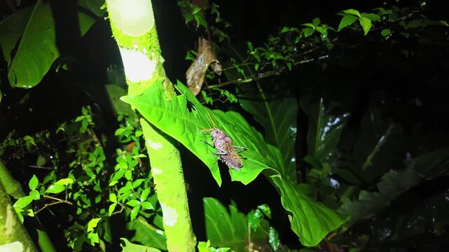 A large lanternfly rests motionless on a green leaf in the lush tropical rainforest of Sarapiqui, Costa Rica, captured at night in a vibrant display of biodiversity and natural beauty.