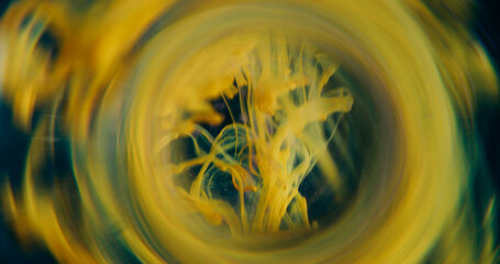 Fototapeta premium Smoke defocused vortex. Art fume. Yellow bright paint drop curl spilling in fluid. Round lens abstract tunnel color on black background.