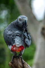 Obraz premium Portrait of Grey parrot, Psittacus erithacus, known as the Congo grey parrot, Congo African grey parrot or African grey parrot