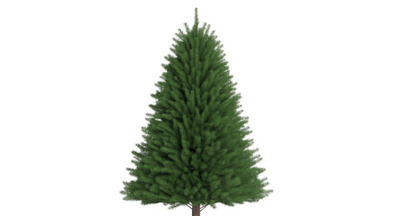 Obraz premium Small evergreen tree isolated on a transparent background