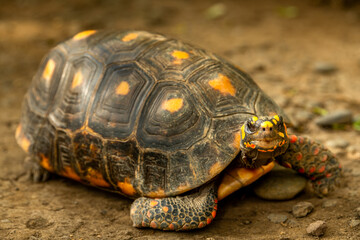 Fototapeta premium The red-footed tortoise is a species of tortoise from northern South America, generally an average of 30 cm in length