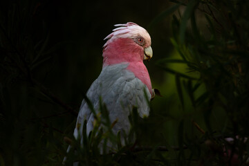 Close up portrait of a wild Galah cockatoo perched in a tree © Tove Liv