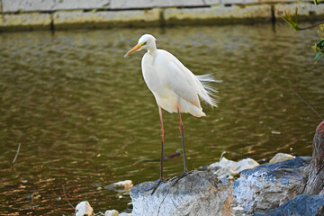 風に吹かれるダイサギ