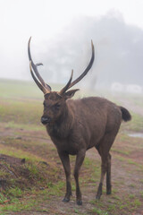 Fototapeta premium Amazing and A deer in the colors of a foggy morning beautiful image