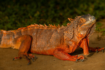 Obraz premium Beautiful red iguana closeup head on the ground, Beautiful red iguana on the grass background, animal closeup