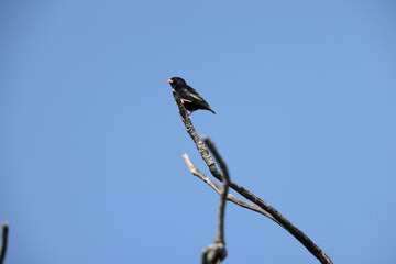 Village indigobird (Vidua chalybeata amauropteryx ), also known as the steelblue widowfinch  is a small songbird belonging to the family Viduidae. This photo was taken in Kruger National Park.