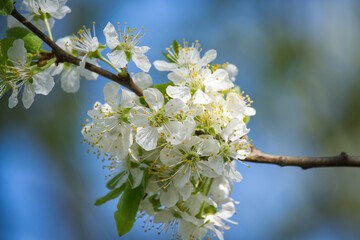 Stunning close-up of white plum blossoms blooming gracefully on a tree branch in spring.