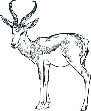 Vintage hand drawn sketch of springbok