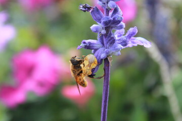 Fototapeta premium Bee on A Flower 