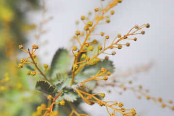 みもざ　ミモザ　アカシア　花　春　季節　自然　アップ