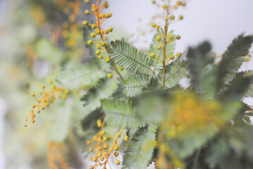 みもざ　ミモザ　アカシア　花　春　季節　自然　アップ