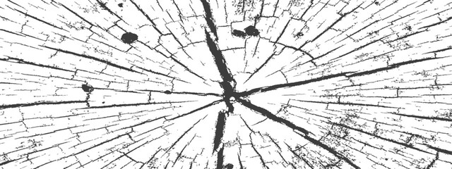 Distressed Tree Trunk Cross Section Vector Texture Black and White Grunge Overlay Background © M2L
