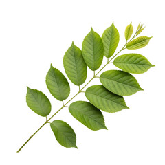 Fototapeta premium A branch of green leaves isolated on transparent background