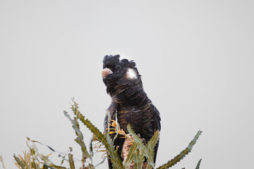 A female Carnaby's black cockatoo perched on a banksia tree branch in Western Australia © Tove Liv