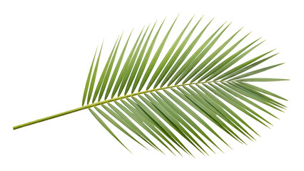Obraz premium Single palm leaf isolated on transparent background