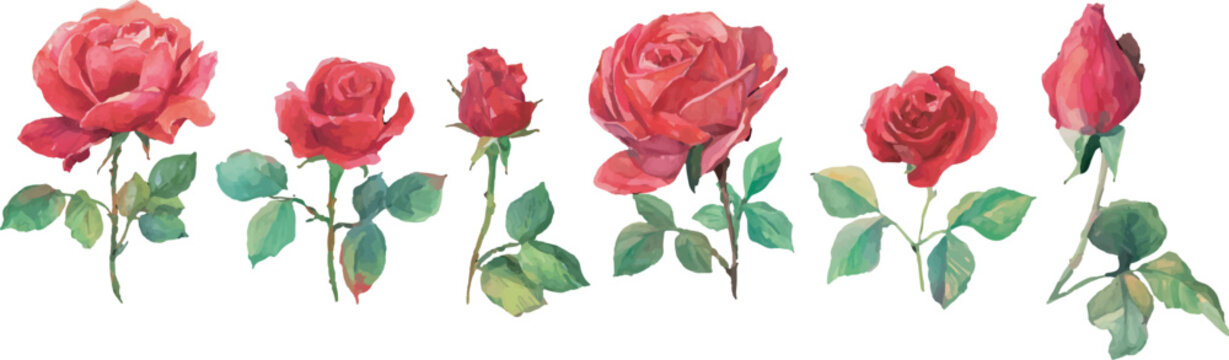 red roses flowers on white background