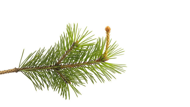 Pine branch with needles and buds isolated on transparent background