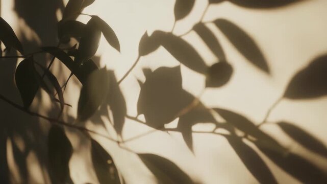 Plant leaves are casting beautiful natural shadows on a textured light beige wall, creating a calming, minimalist background with organic patterns and soft ambient light