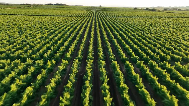 rows of corn plants