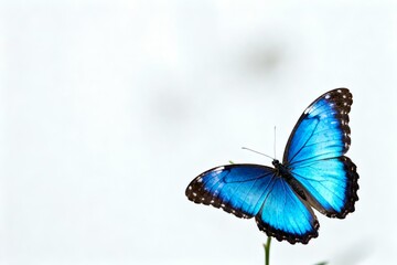 Fototapeta premium Vibrant Blue Butterfly on Green Stem Against Light Background