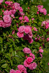 Obraz premium Vibrant pink roses bloom abundantly, stunningly contrasting with spring's greenery