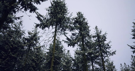 Tall spruce canopy reaching toward sky with slender branches and airy light, upward perspective emphasizes height and vertical rhythm, pale sky backdrop