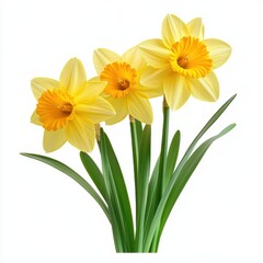 Cheerful daffodil blooms with vibrant green leaves, isolate on white background.