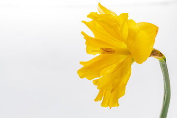 A stunning yellow daffodil stands tall against a softly blurred background, highlighting its beauty