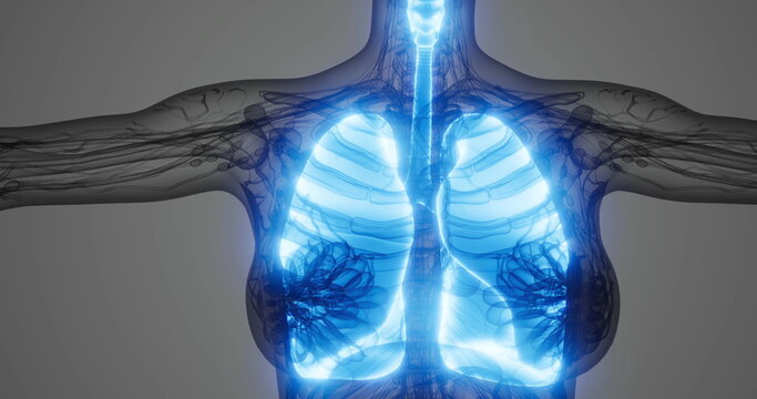 Neon blue lungs and airway highlighted within translucent chest showing bronchi and alveoli, pulmonology diagnostic display for respiratory study, bright