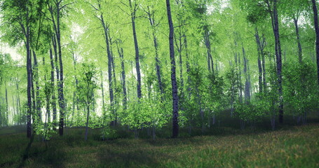 Obraz premium Bright green foliage fills the forest, with slender trees standing tall. Sunlight filters through the branches, illuminating the peaceful undergrowth and creating a serene atmosphere.