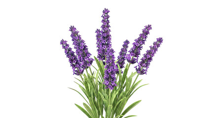 Obraz premium Lavender flowers with green leaves against a white background