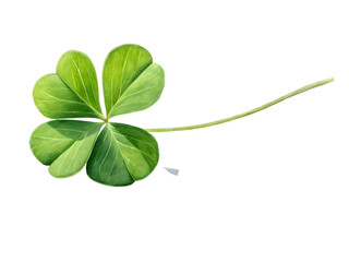 four leaf clover isolated