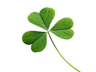 clover leaf isolated on white