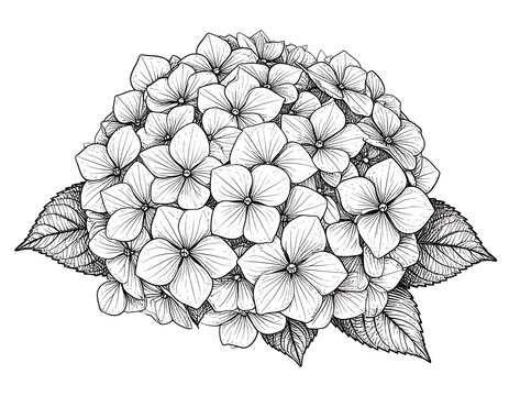 A detailed line drawing of a large hydrangea flower