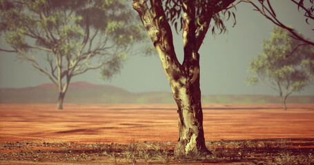 Naklejka premium gnarled tree trunk over red earth expanse, warm dusty foreground with distant blurred trees and sunlit haze evoking rugged outback mood suited for ranger,