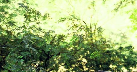 Fototapeta premium Sunlit green leaves with sparkling bokeh and highkey exposure, closeup foliage texture, translucent veins and dew drops create vibrant, fresh mood ideal