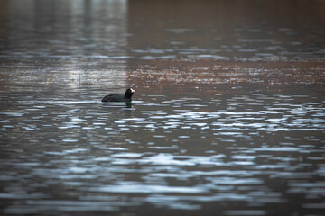 Solitary Eurasian coot glides across a wide, tranquil lake. Minimal composition with distant bird, soft reflections and muted tones conveys calm space and nature, perfect for backgrounds, environment 