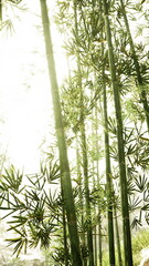 Fototapeta premium bright bamboo silhouettes with glare and soft haze, tall slender stalks creating minimalist vertical composition, highkey exposure emphasizes light and calm