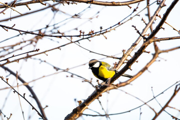 Fototapeta premium A bright great tit perches on a bare twig against a pale sky its yellow chest and crisp markings glowing in soft winter light offering a cheerful touch of life in a quiet garden