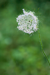 Queen Anne's lace