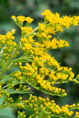 closeup of goldenrod