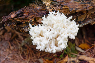 closeup of white tooth fungi on a dead log