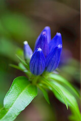 closeup of bottle gentian wildflowers