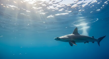 Obraz premium A magnificent hammerhead shark glides through the sunlit depths of the clear blue ocean, showcasing its unique head shape.