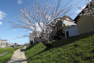 川沿いの桜