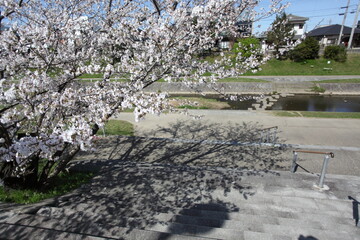 川沿いの桜