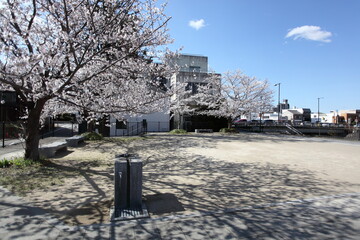 グラウンドの桜