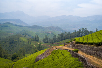 Obraz premium A rugged dirt path winds along terraced tea plantations in Munnar, India, with layered green hills and misty mountains in the distance. The landscape is lush and tranquil, with soft light and earthy