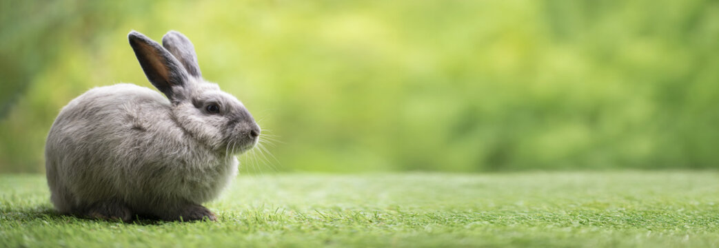 Rabbit bunny grass green lawn nature animal pet calm rabbit bunny on green grass lawn in nature setting with soft blurred background copyspace
